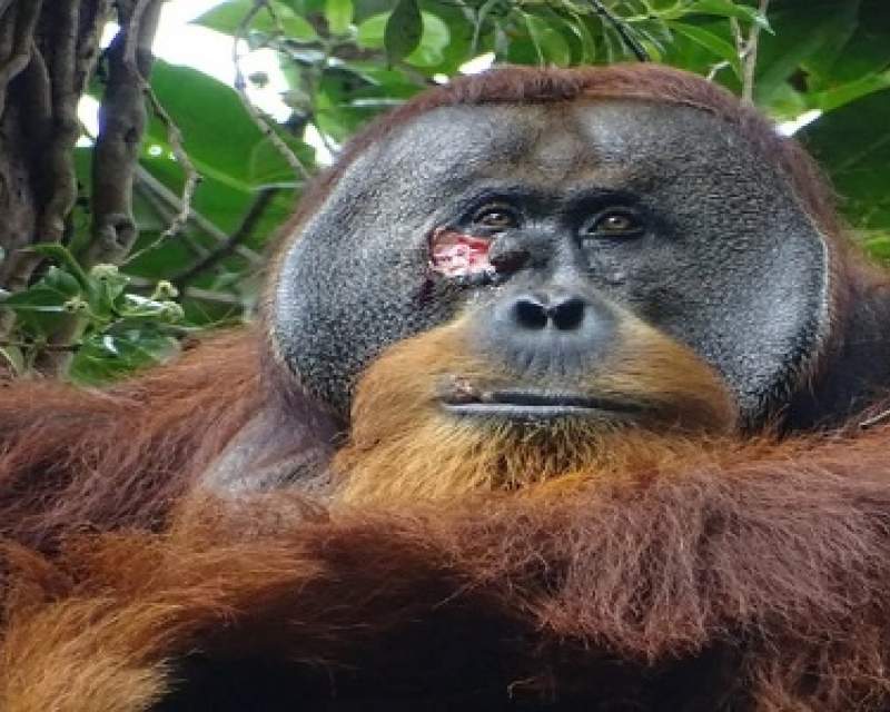 اورانگوتانی که زخم خود را با گیاه دارویی درمان کرد!