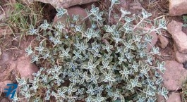 ارزش دارویی 240 گونه گیاهی در قم