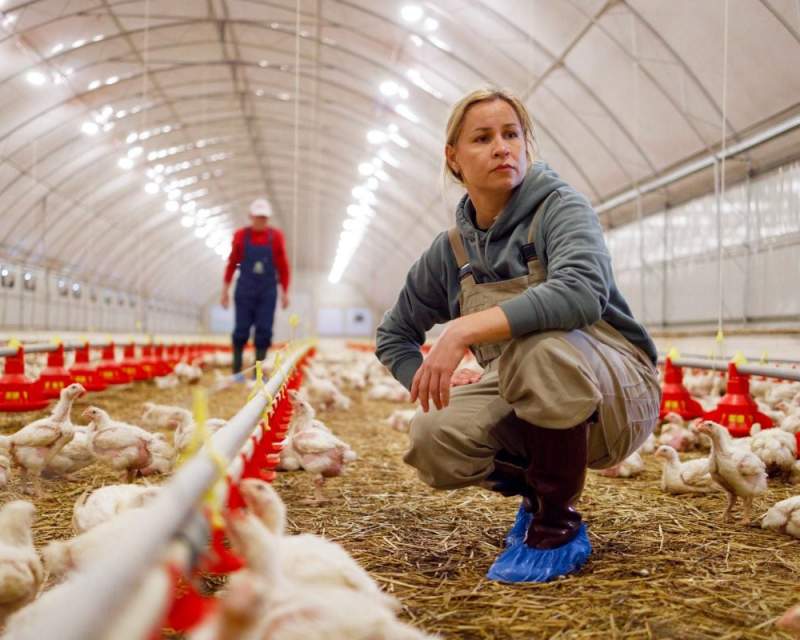 آمریکا نخستین شیوع آنفلوآنزای پرندگان H7N9 را در این کشور از ۲۰۱۷ تاکنون در یک مرغداری گزارش کرد