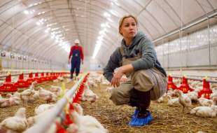 آمریکا نخستین شیوع آنفلوآنزای پرندگان H7N9 را در این کشور از ۲۰۱۷ تاکنون در یک مرغداری گزارش کرد