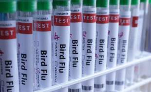 نخستین مورد ابتلا به آنفلوآنزای پرندگان H5N1 در مکزیک گزارش شد