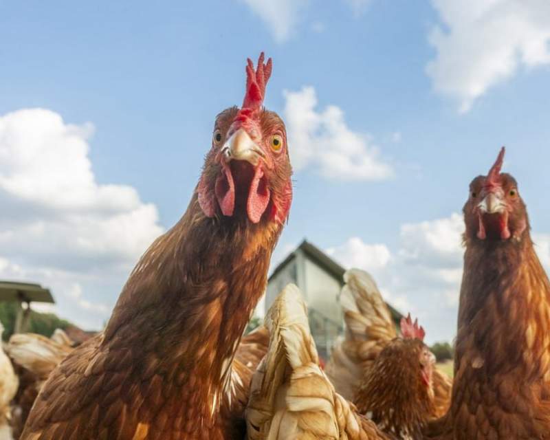 پایان وضعیت اضطراری ناشی از شیوع آنفلوآنزای پرندگان H5N1 در آمریکا