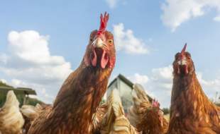 پایان وضعیت اضطراری ناشی از شیوع آنفلوآنزای پرندگان H5N1 در آمریکا