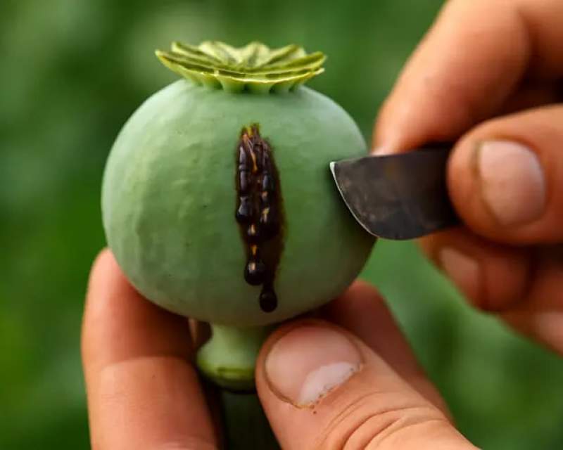 کمبود مواد اولیه داروهای مخدر در کشور