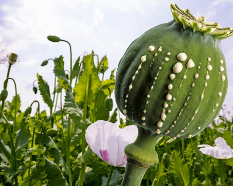 داروهای مشتق از تریاک؛ ضرورت حیاتی برای اتاق عمل و بیماران صعب‌العلاج