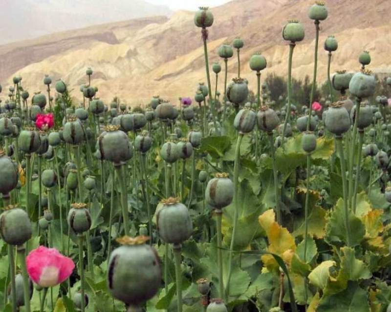 لزوم کشت خشخاش در ایران