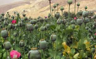 لزوم کشت خشخاش در ایران