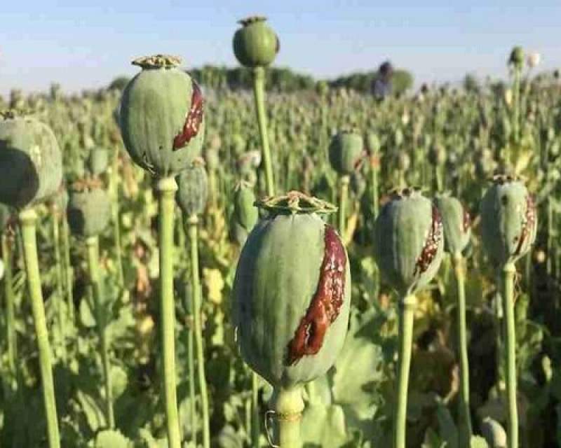 کنکاش کشت خشخاش در ایران برای تولید داروهای حیاتی