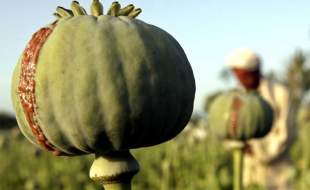 مجازات شدید و تلخی در انتظار کشت غیرقانونی خشخاش است