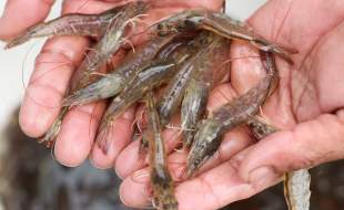 آلودگی میگوهای اندونزی به مواد رادیواکتیو!