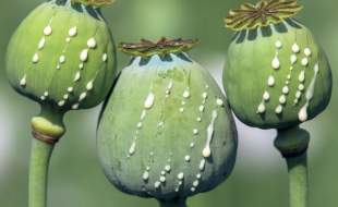 دولت از طریق کشت قراردادی، نیاز صنعت داروسازی به تریاک را تامین کند