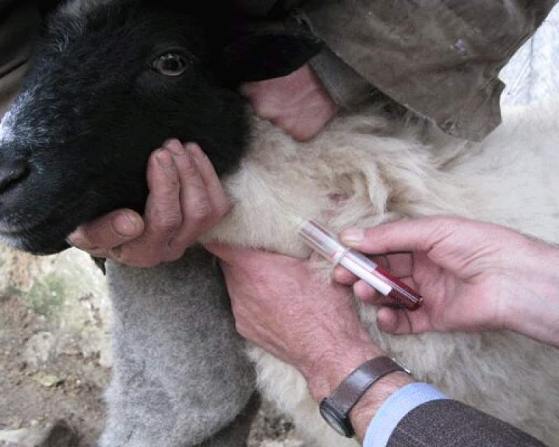 لزوم برخورد با مسببان فاجعه تعلل در واردات واکسن تب برفکی