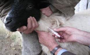 لزوم برخورد با مسببان فاجعه تعلل در واردات واکسن تب برفکی