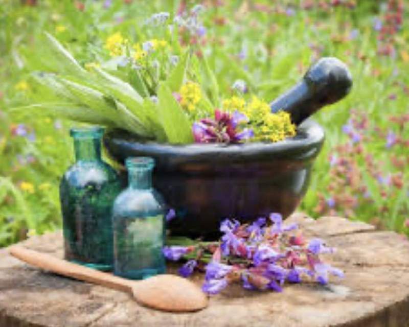 هشدار درباره فروش گیاه سمی آقونیطون به‌ جای جدوار در عطاری‌ها