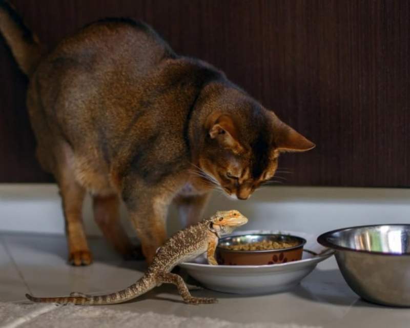 کشف پرنده، مارمولک و گربه در انبار یک شرکت داروسازی هندی!