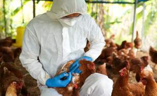 افزایش شیوع آنفلوآنزای پرندگان در اروپا