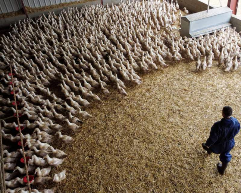 آنفلوآنزای پرندگان، تهدیدی بالقوه بدتر از کووید آنفلوآنزای پرندگان، تهدیدی بالقوه بدتر از کووید