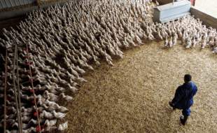 آنفلوآنزای پرندگان، تهدیدی بالقوه بدتر از کووید