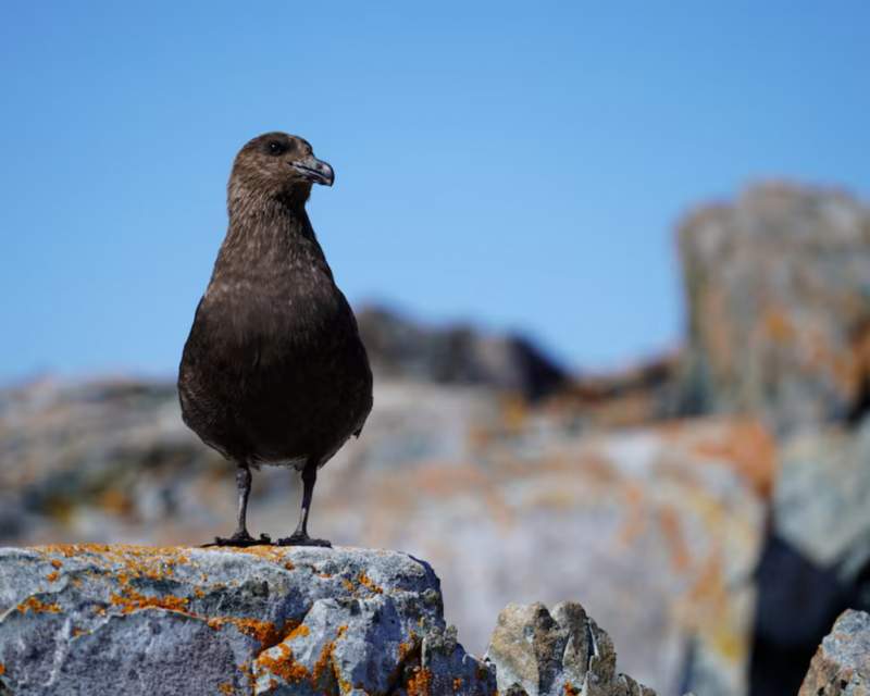 موج زودهنگام آنفلوآنزای پرندگان در آمریکای شمالی و اروپا