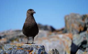 موج زودهنگام آنفلوآنزای پرندگان در آمریکای شمالی و اروپا