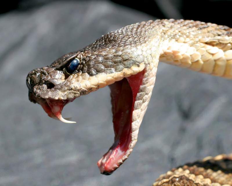 واکسن‌های mRNA ممکن است روزی مارگزیدگی را درمان کنند