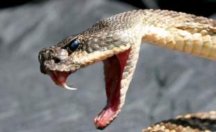 واکسن‌های mRNA ممکن است روزی مارگزیدگی را درمان کنند