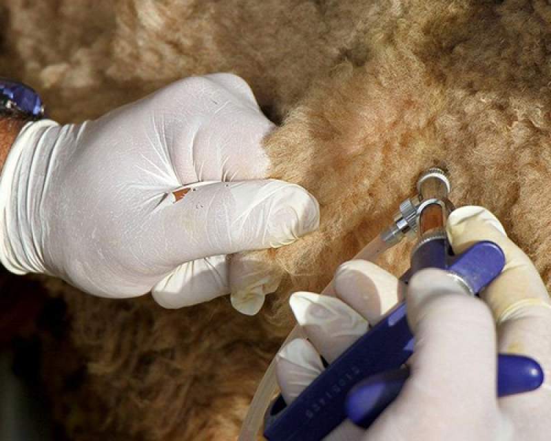 ورود واکسن ایرانی تب برفکی به بازار در آینده‌ای نزدیک