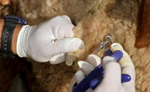 ورود واکسن ایرانی تب برفکی به بازار در آینده‌ای نزدیک