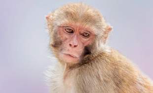 گام مهم سازمان غذا و دارو آمریکا برای کاهش استفاده از نخستی‌ها در مطالعات دارویی