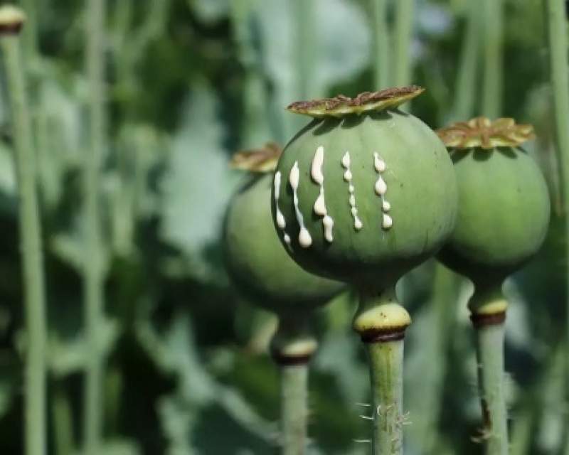 کشت قانونی خشخاش هنوز بلاتکلیف! کشت قانونی خشخاش هنوز بلاتکلیف!