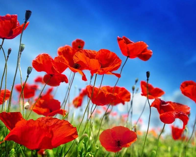 شقایق اولیفرا توانایی‌ تامین ۹۰ درصد مواد اولیه دارویی را دارد