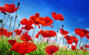 ستاد مبارزه با مواد مخدر با کشت شقایق الیفرا موافقت کرد