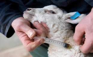 هشت میلیون دوز واکسن تب برفکی وارد شد