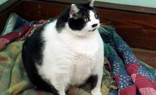 خداحافظی با خپل‌های دوست‌داشتنی؛ داروی لاغری مخصوص گربه‌ها در راه است