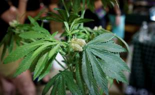 ترامپ قصد کاهش محدودیت‌های ماریجوانا را دارد