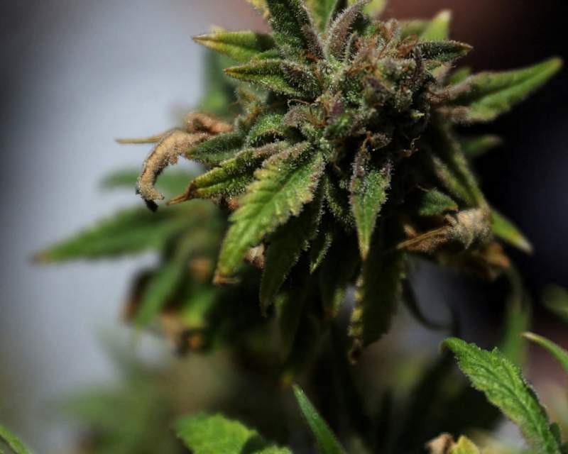 ترامپ در حال بررسی طبقهبندی مجدد ماریجوانا ترامپ در حال بررسی طبقهبندی مجدد ماریجوانا