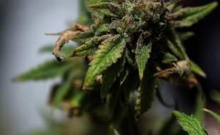 ترامپ در حال بررسی طبقه‌بندی مجدد ماریجوانا